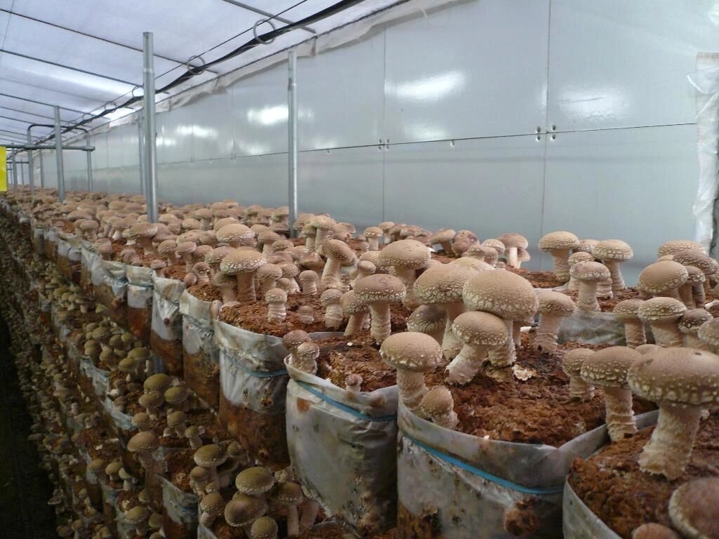 Міцелій на брусочки Шиитаке 370, Lentinula edodes від компанії Магазин грибного міцелію Mushroom Seeds - фото 1
