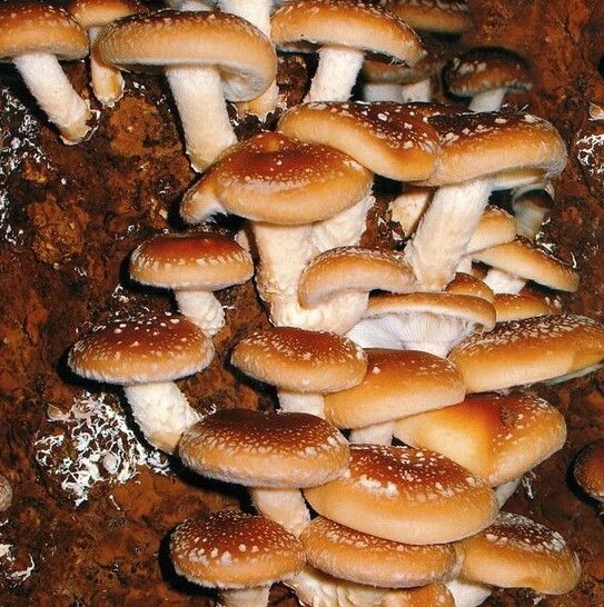 Міцелій на брусочки Шиитаке 3776 Імператорський, Lentinula edodes від компанії Магазин грибного міцелію Mushroom Seeds - фото 1