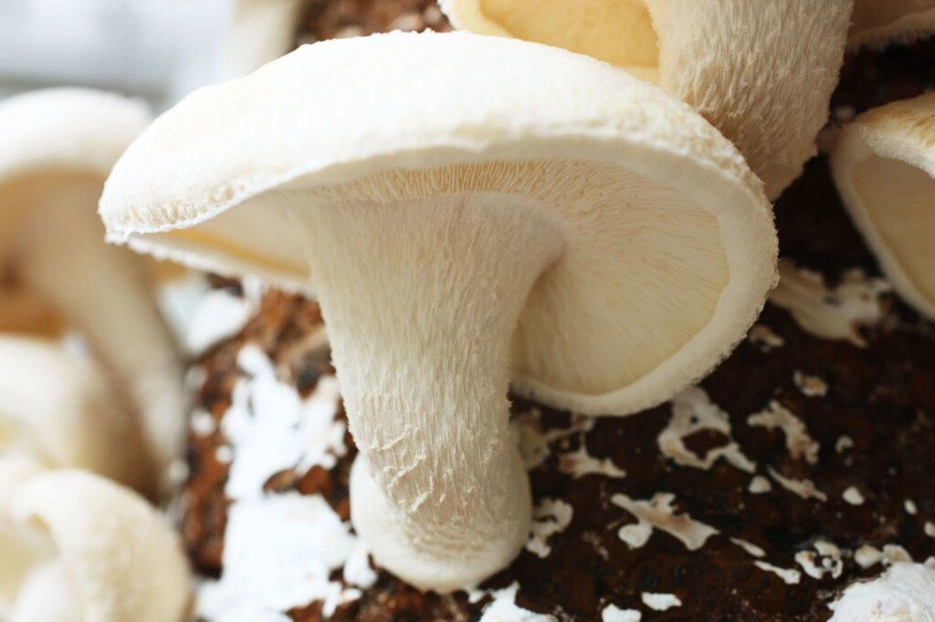 Міцелій на брусочки Шиитаке Білий Китайський, Lentinula edodes від компанії Магазин грибного міцелію Mushroom Seeds - фото 1
