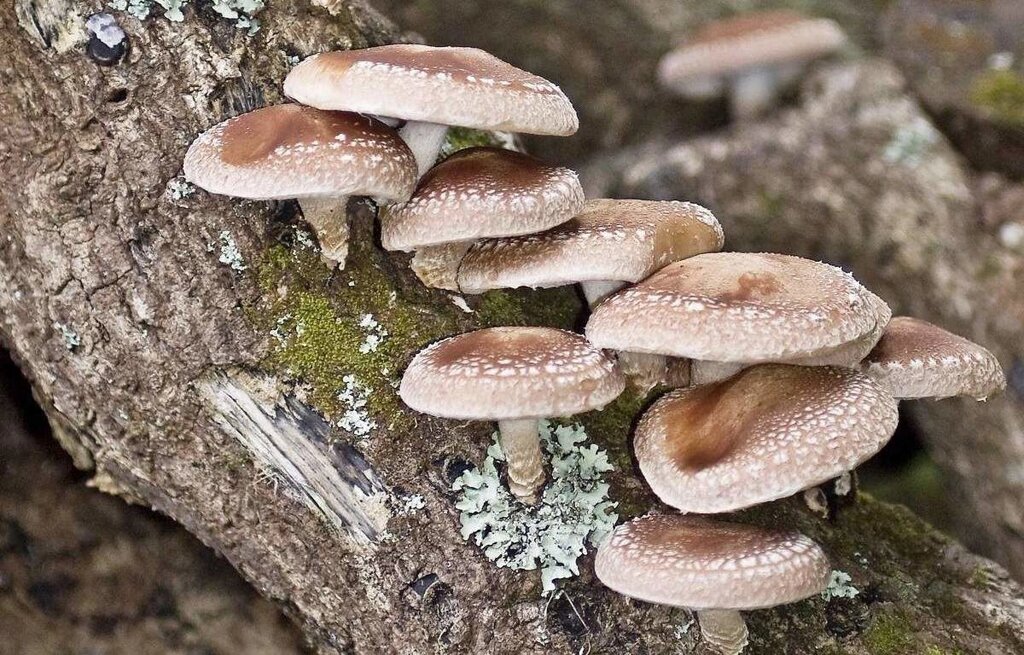 Міцелій на брусочки Шиитаке ТЛ-4080, Lentinula edodes від компанії Магазин грибного міцелію Mushroom Seeds - фото 1
