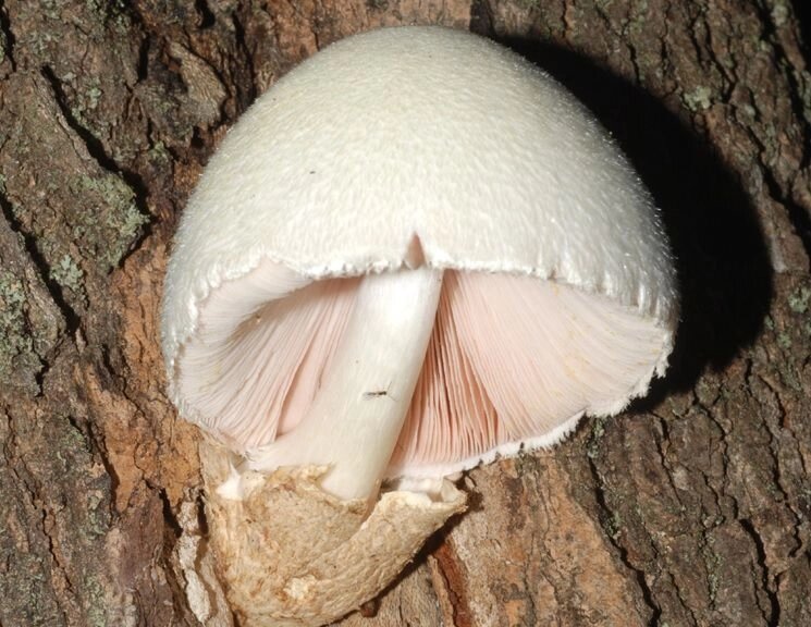Міцелій на брусочки вольварієлла шовковиста (вольварієлла бомбіціна), Volvariella bombycina від компанії Магазин грибного міцелію Mushroom Seeds - фото 1