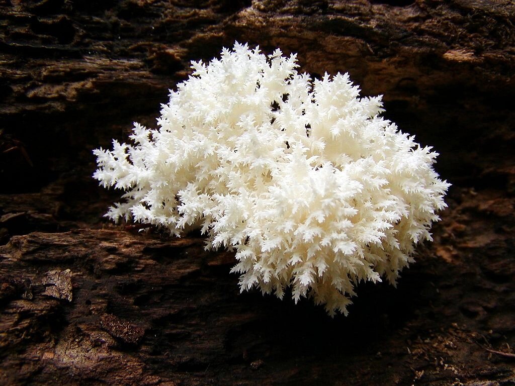 Міцелій на букових брусочках Герицій гратчастоподібний (Їжовик коралоподібний), Hericium coralloides від компанії Магазин грибного міцелію Mushroom Seeds - фото 1