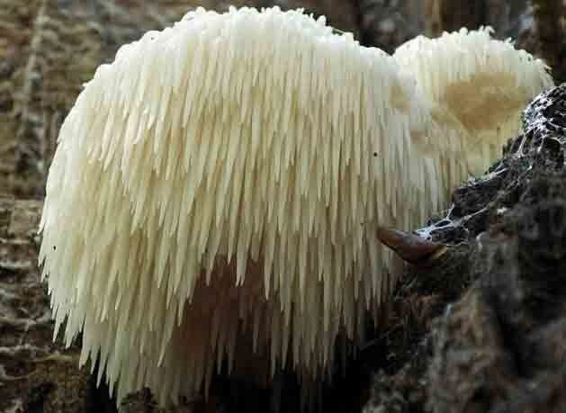 Міцелій на букових брусочках Геріцій шипуватий (Геріцій гребінчастий), Hericium erinaceus від компанії Магазин грибного міцелію Mushroom Seeds - фото 1