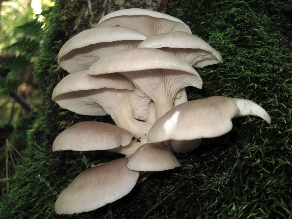 Міцелій на букових брусочках Глива Білий ельф, Рleurotus cystidiosus від компанії Магазин грибного міцелію Mushroom Seeds - фото 1