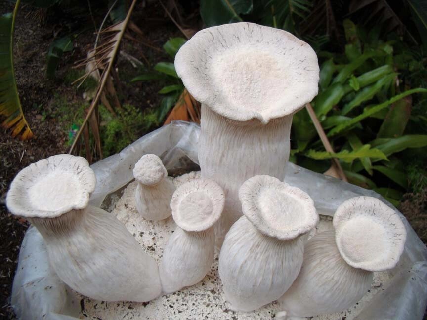 Міцелій на букових брусочках Глива чаудинська, Pleurotus nebrodensis від компанії Магазин грибного міцелію Mushroom Seeds - фото 1