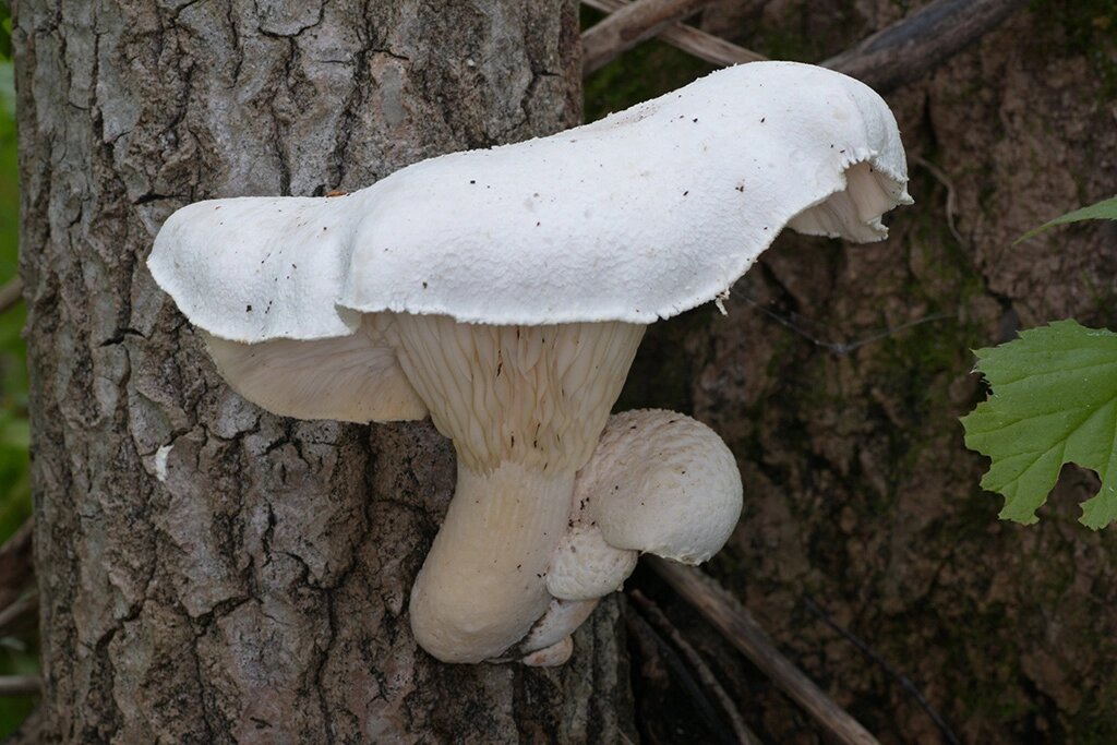 Міцелій на букових брусочках Глива дубова, Pleurotus dryinus від компанії Магазин грибного міцелію Mushroom Seeds - фото 1