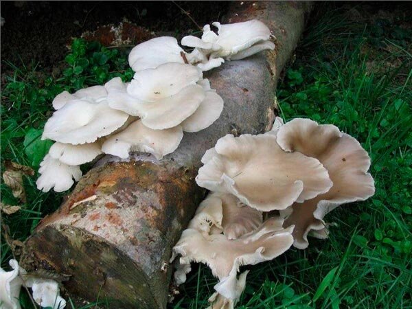 Міцелій на букових брусочках Глива флоридська, Pleurotus ostreatus Florida від компанії Магазин грибного міцелію Mushroom Seeds - фото 1