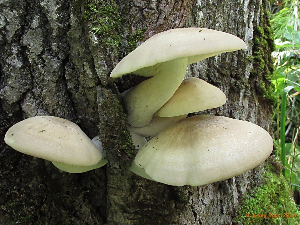 Міцелій на букових брусочках Глива ільмова, Hypsizygus ulmarius від компанії Магазин грибного міцелію Mushroom Seeds - фото 1