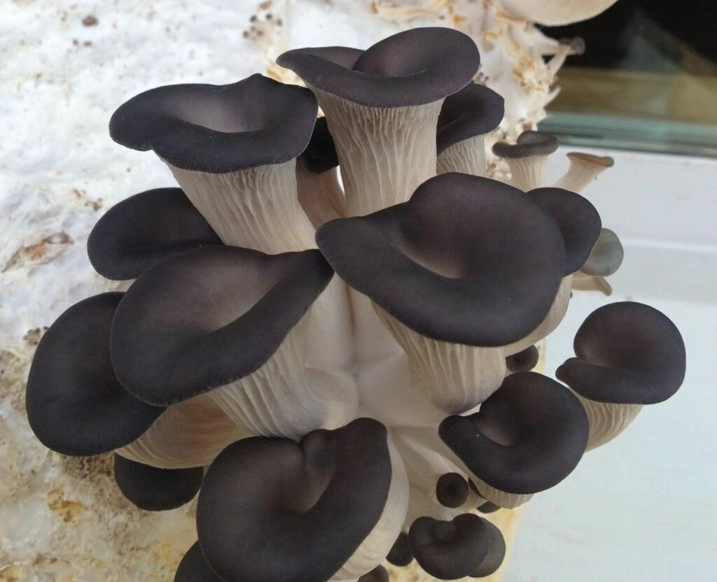 Міцелій на букових брусочках Глива китайська чорна, Pleurotus ostreatus від компанії Магазин грибного міцелію Mushroom Seeds - фото 1