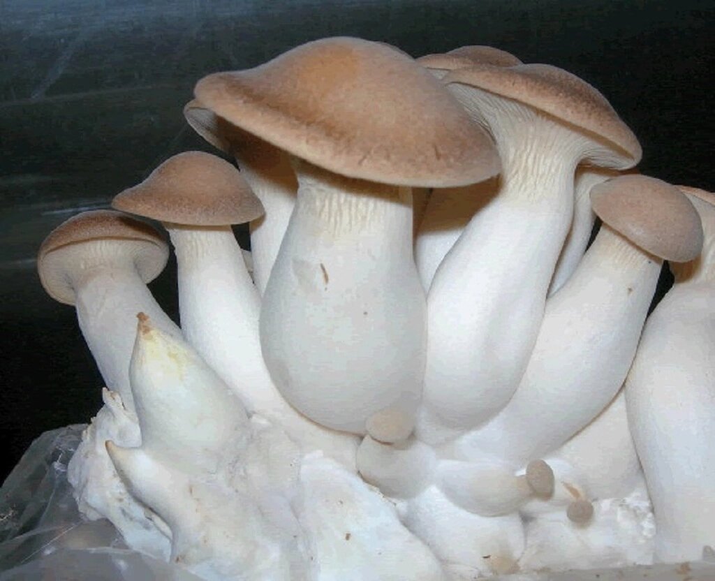 Міцелій на букових брусочках Глива королівська (Ерінгі), Pleurotus eryngii від компанії Магазин грибного міцелію Mushroom Seeds - фото 1