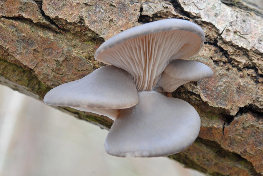 Міцелій на букових брусочках Глива Морське вушко, Pleurotus abalonus від компанії Магазин грибного міцелію Mushroom Seeds - фото 1
