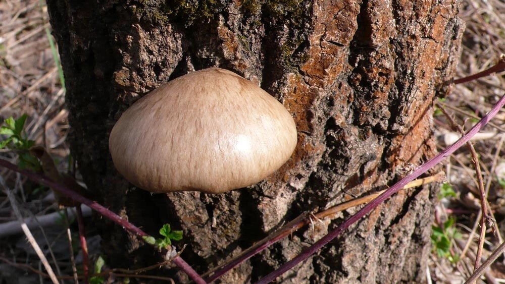 Міцелій на букових брусочках Глива одиночна, Pleurotus calyptratus від компанії Магазин грибного міцелію Mushroom Seeds - фото 1