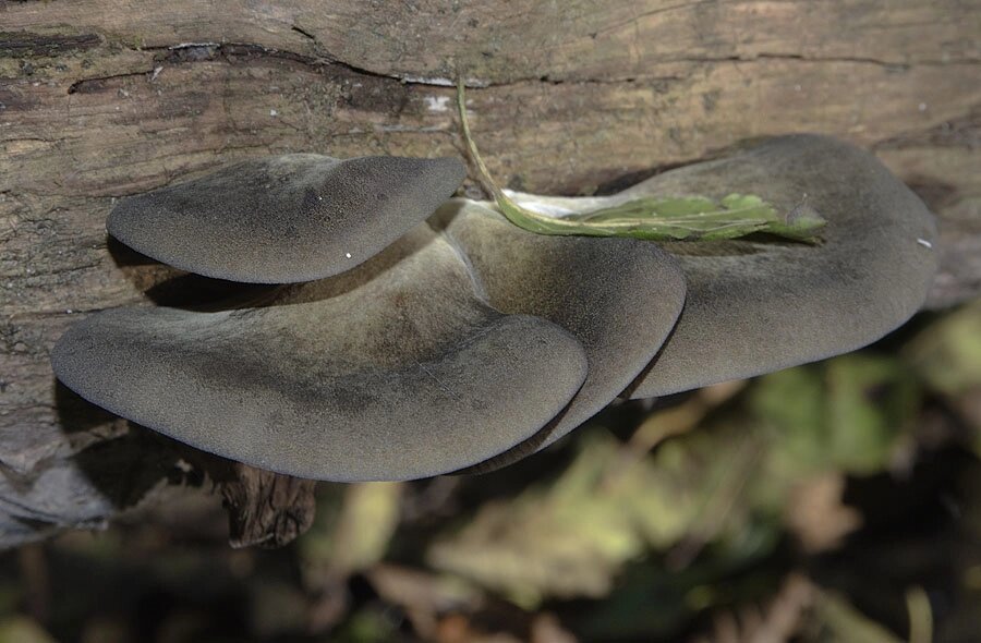 Міцелій на букових брусочках Глива осіння, Pleurotus salignus від компанії Магазин грибного міцелію Mushroom Seeds - фото 1