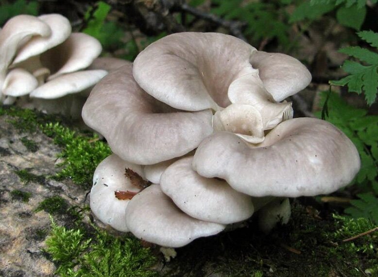 Міцелій на букових брусочках Глива ріжкоподібна, Pleurotus cornucopiae від компанії Магазин грибного міцелію Mushroom Seeds - фото 1