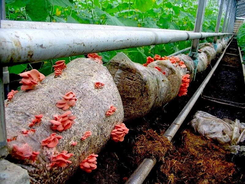 Міцелій на букових брусочках Глива рожева, Pleurotus djamor від компанії Магазин грибного міцелію Mushroom Seeds - фото 1