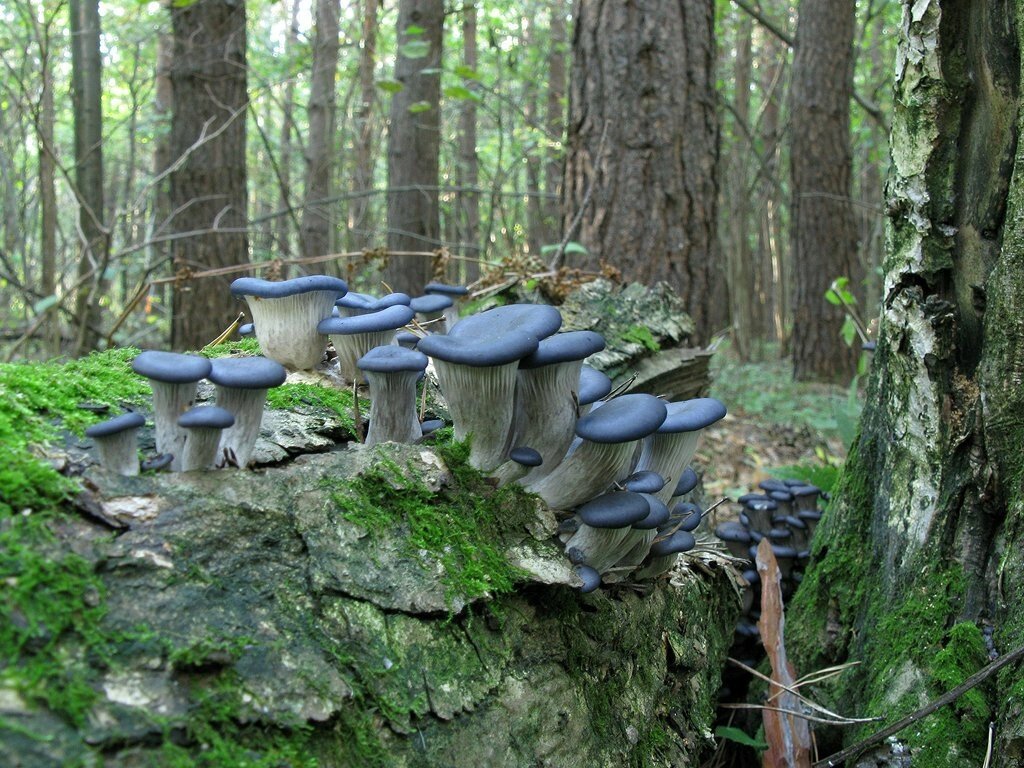 Міцелій на букових брусочках Глива синя панчоха (колумбійська), Pleurotus columbinus від компанії Магазин грибного міцелію Mushroom Seeds - фото 1
