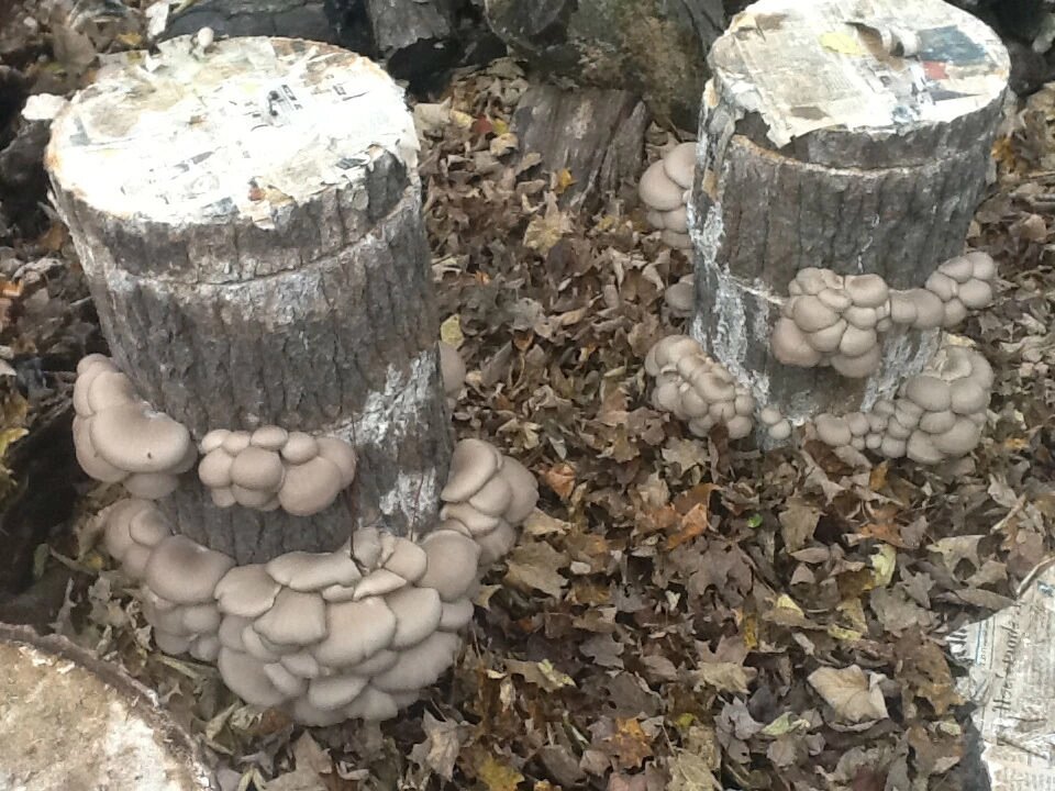 Міцелій на букових брусочках Глива звичайна сіра, Pleurotus sajor-caju від компанії Магазин грибного міцелію Mushroom Seeds - фото 1