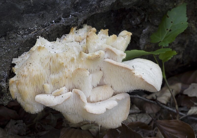 Міцелій на букових брусочках Їжовик вусиковий, Hericium cirrhatum від компанії Магазин грибного міцелію Mushroom Seeds - фото 1