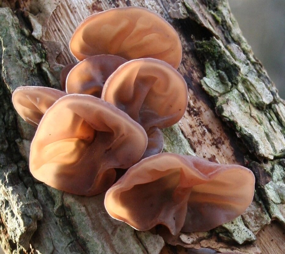 Міцелій на букових брусочках Муер (Юдине вухо), Auricularia auricula від компанії Магазин грибного міцелію Mushroom Seeds - фото 1