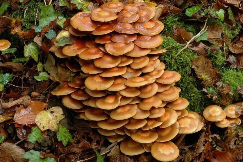 Міцелій на букових брусочках Опеньок літній, Kuehneromyces mutabilis від компанії Магазин грибного міцелію Mushroom Seeds - фото 1