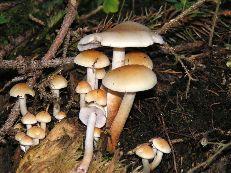 Міцелій на букових брусочках Опеньок маковий (Гіфолома макова), Hypholoma capnoides від компанії Магазин грибного міцелію Mushroom Seeds - фото 1