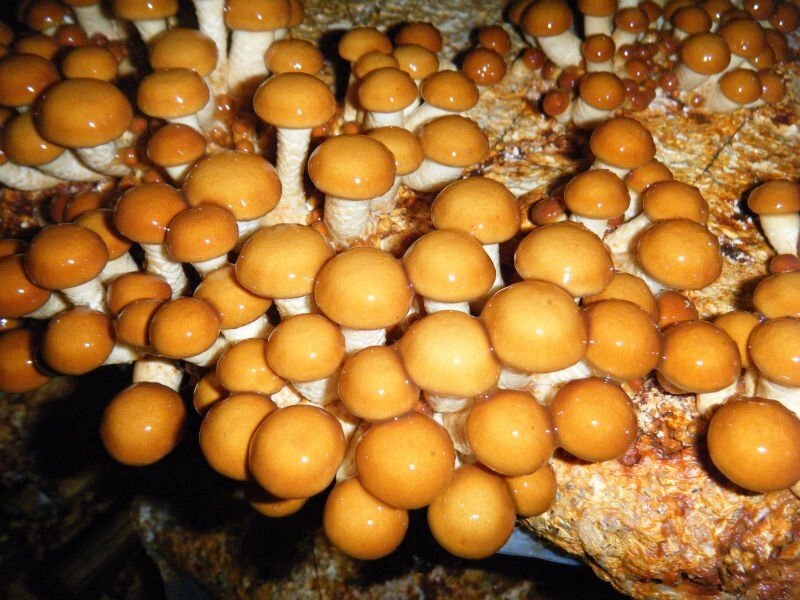 Міцелій на букових брусочках Опеньок намеко, Pholiota nameko від компанії Магазин грибного міцелію Mushroom Seeds - фото 1
