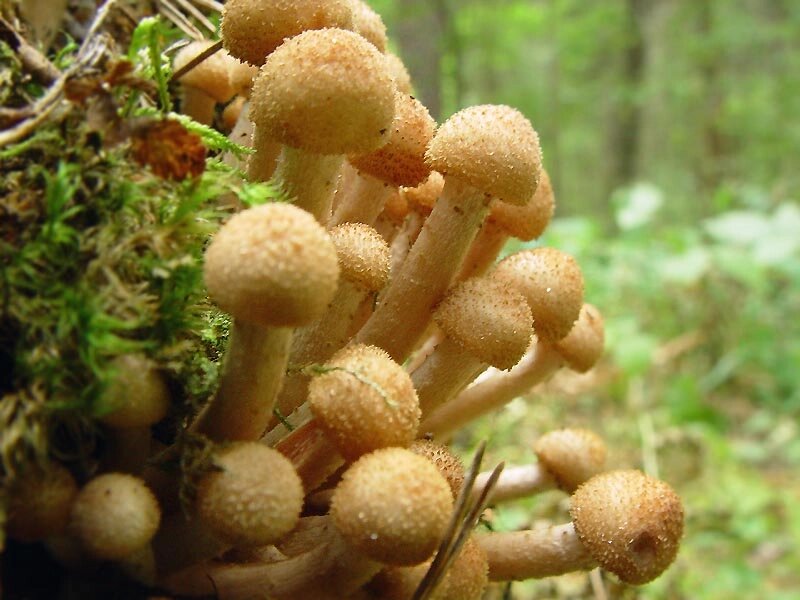 Міцелій на букових брусочках Опеньок осінній (Опеньок справжній), Armillaria mellea від компанії Магазин грибного міцелію Mushroom Seeds - фото 1