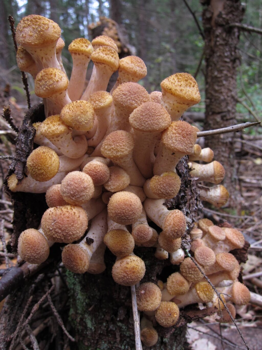 Міцелій на букових брусочках Опеньок північний, Armillaria borealis від компанії Магазин грибного міцелію Mushroom Seeds - фото 1