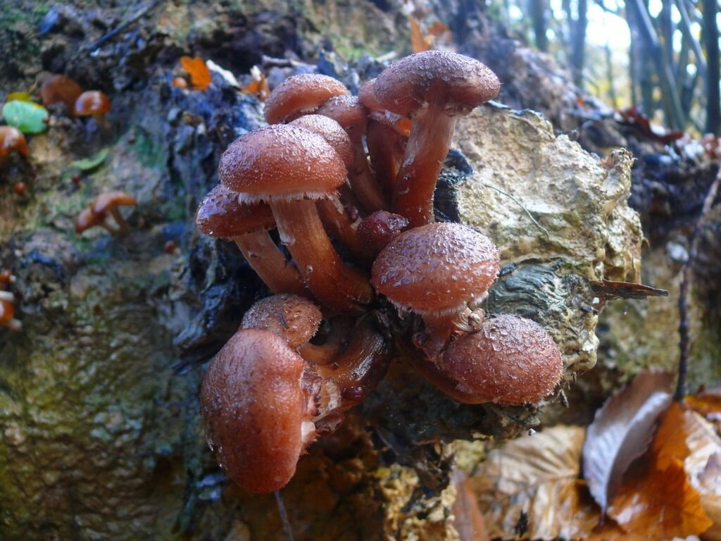 Міцелій на букових брусочках Опеньок темний, Armillaria ostoyae від компанії Магазин грибного міцелію Mushroom Seeds - фото 1