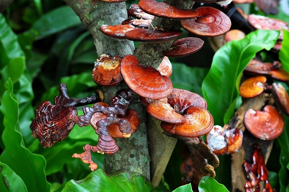 Міцелій на букових брусочках Рейші (трутовик лакований), Ganoderma lucidum від компанії Магазин грибного міцелію Mushroom Seeds - фото 1