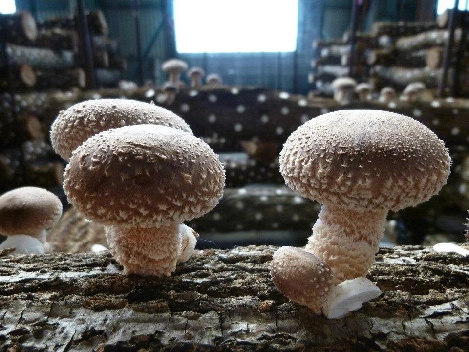 Міцелій на букових брусочках Шіїтаке 370, Lentinula edodes від компанії Магазин грибного міцелію Mushroom Seeds - фото 1