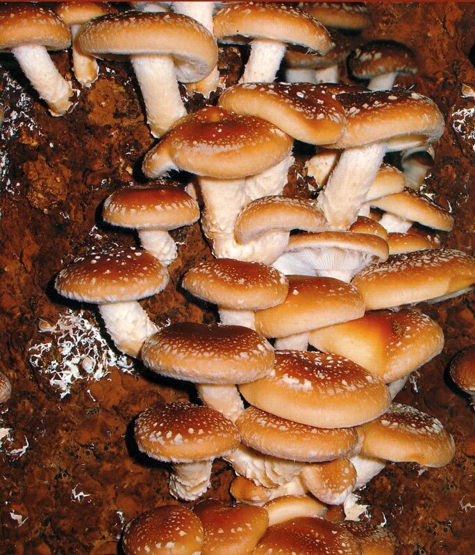 Міцелій на букових брусочках Шіїтаке 3776 Імператорський, Lentinula edodes від компанії Магазин грибного міцелію Mushroom Seeds - фото 1