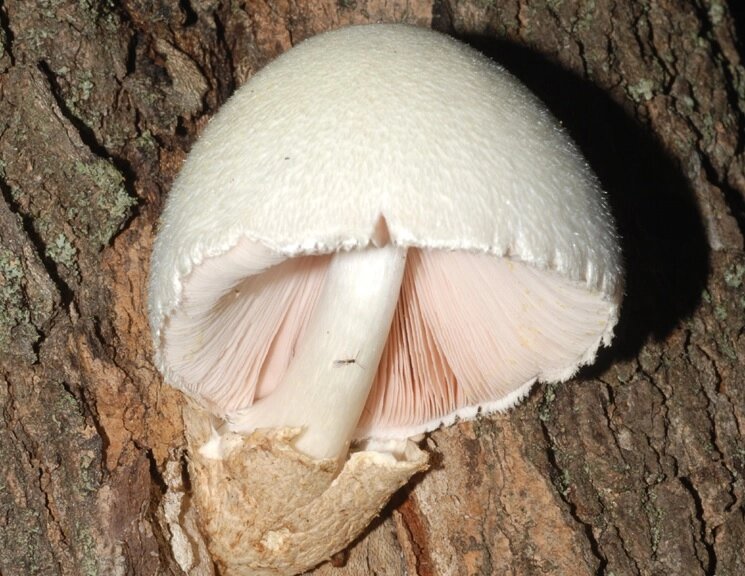 Міцелій на букових брусочках Вольварієлла шовковиста, Volvariella bombycina від компанії Магазин грибного міцелію Mushroom Seeds - фото 1