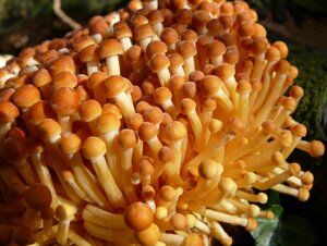 Міцелій на букових брусочках Енокітаке (японський опеньок, зимовий японський гриб), Agaricus velutipes