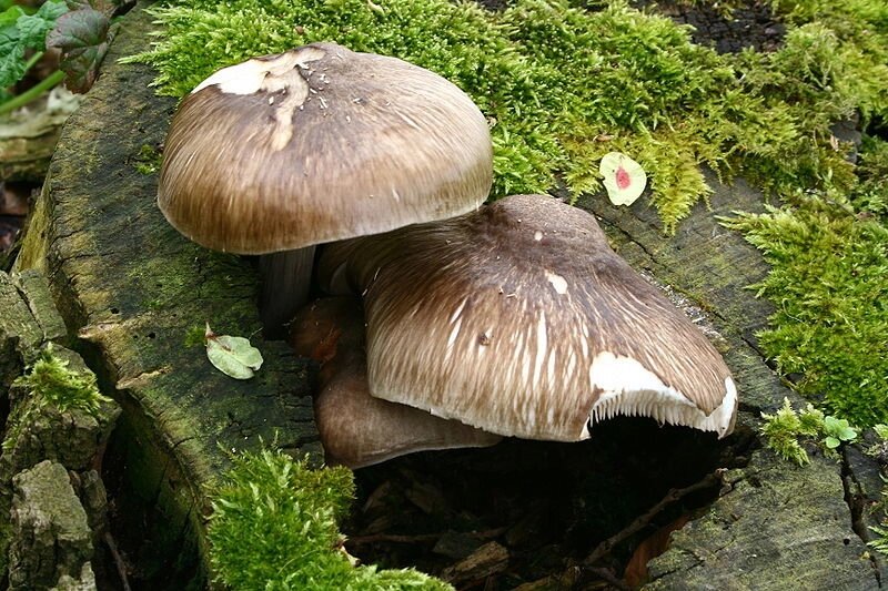 Міцелій Оленячого гриба (Плютея оленячого), Pluteus cervinus від компанії Магазин грибного міцелію Mushroom Seeds - фото 1