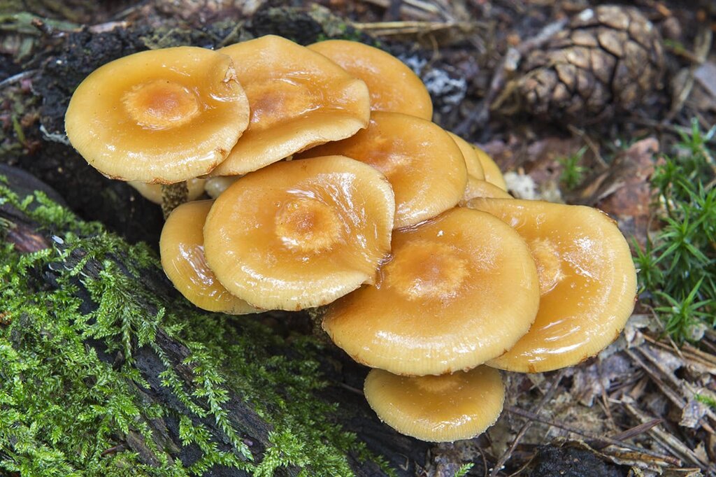 Міцелій опенька літнього (опенька липового), Kuehneromyces mutabilis від компанії Магазин грибного міцелію Mushroom Seeds - фото 1