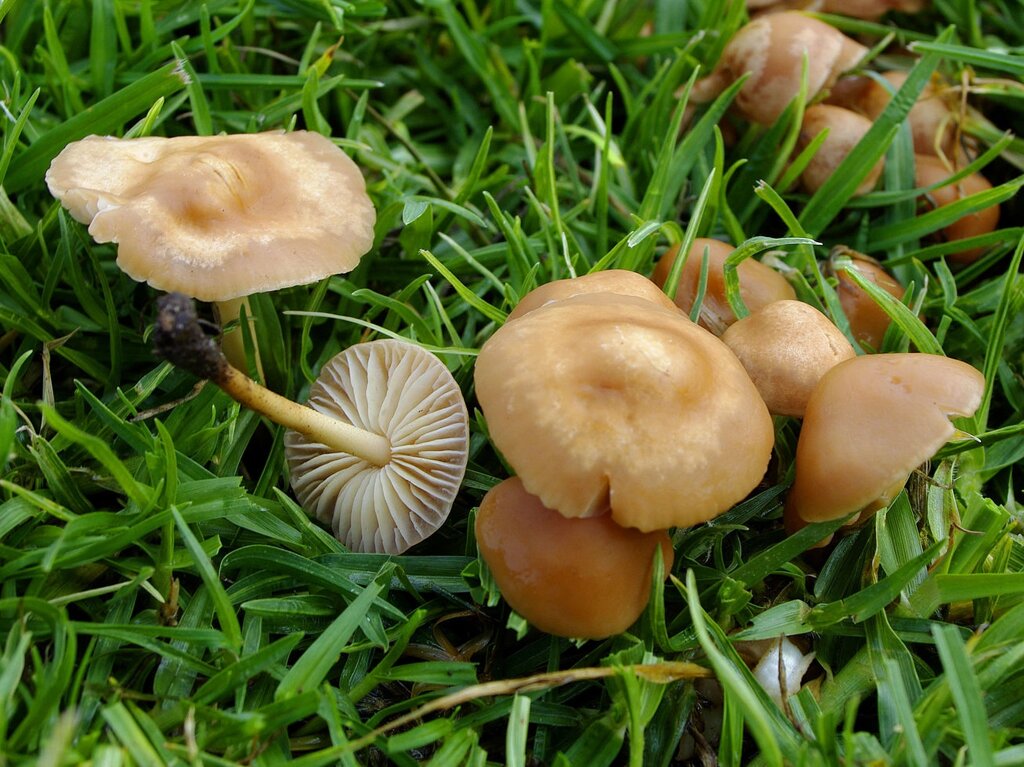 Міцелій опенька лугового, Marasmius oreades від компанії Магазин грибного міцелію Mushroom Seeds - фото 1