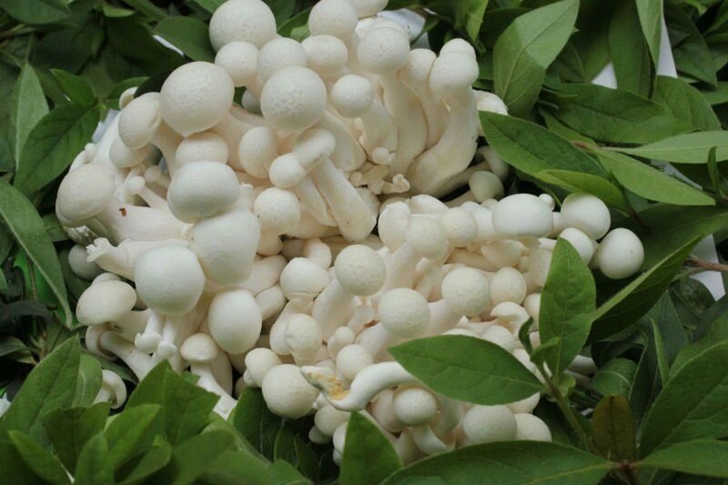 Міцелій опенька мармурового (опеньки білого), Hypsizygus marmoreus від компанії Магазин грибного міцелію Mushroom Seeds - фото 1