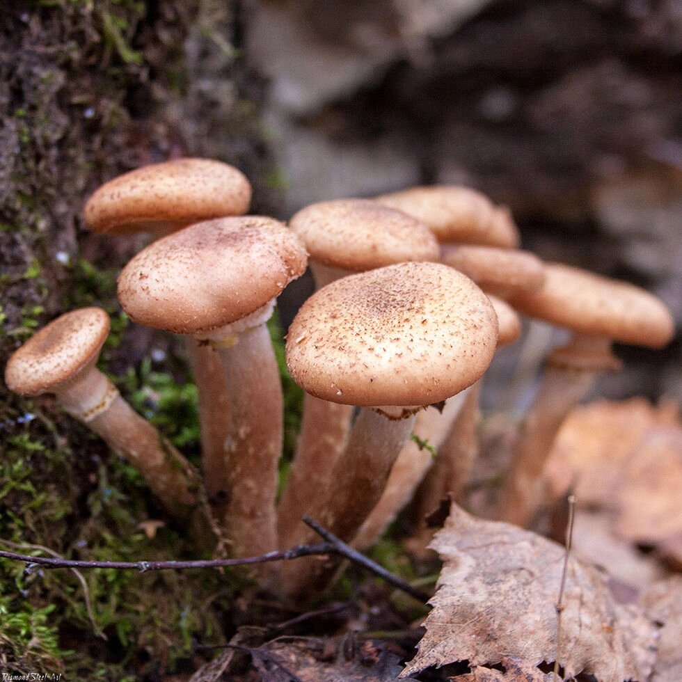 Міцелій опенька північного, Armillaria borealis від компанії Магазин грибного міцелію Mushroom Seeds - фото 1