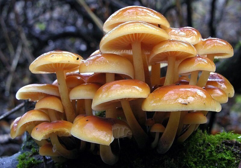 Міцелій Опенька зимового, Flammulina velutipes від компанії Магазин грибного міцелію Mushroom Seeds - фото 1
