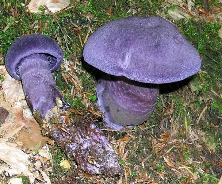 Міцелій павутинник фіолетового, Cortinarius violaceus від компанії Магазин грибного міцелію Mushroom Seeds - фото 1
