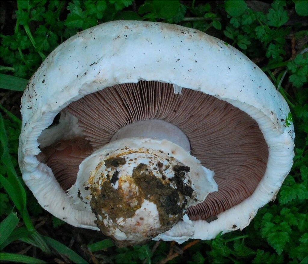 Міцелій печериць четирехспоровие (печериця їстівна), Аgaricus bitorquis від компанії Магазин грибного міцелію Mushroom Seeds - фото 1