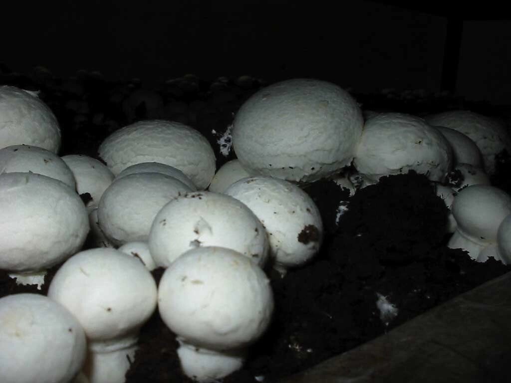Міцелій печериць двуспорового, Agaricus bisporus від компанії Магазин грибного міцелію Mushroom Seeds - фото 1