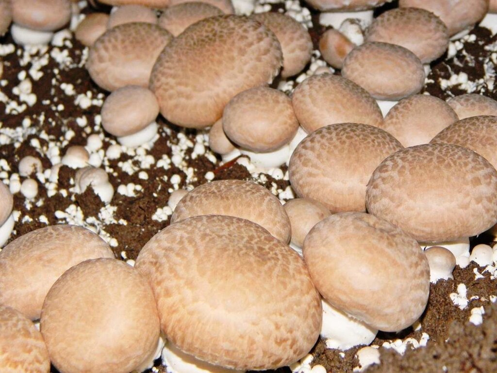 Міцелій печериць королівського, Agaricus bisporus від компанії Магазин грибного міцелію Mushroom Seeds - фото 1