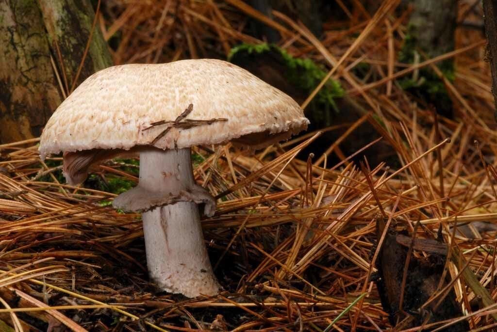 Міцелій печериць лісового, Agaricus silvaticus від компанії Магазин грибного міцелію Mushroom Seeds - фото 1