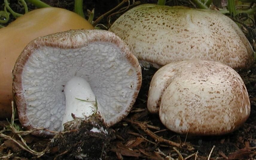 Міцелій печериць мигдального, Аgaricus subrufescens від компанії Магазин грибного міцелію Mushroom Seeds - фото 1