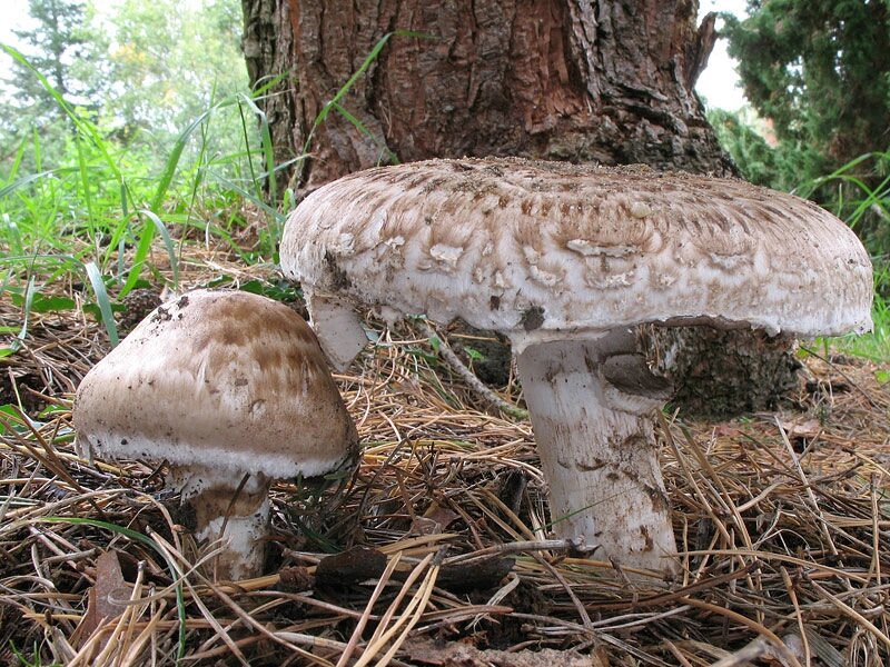 Міцелій печериць парового, Agaricus vaporarius від компанії Магазин грибного міцелію Mushroom Seeds - фото 1