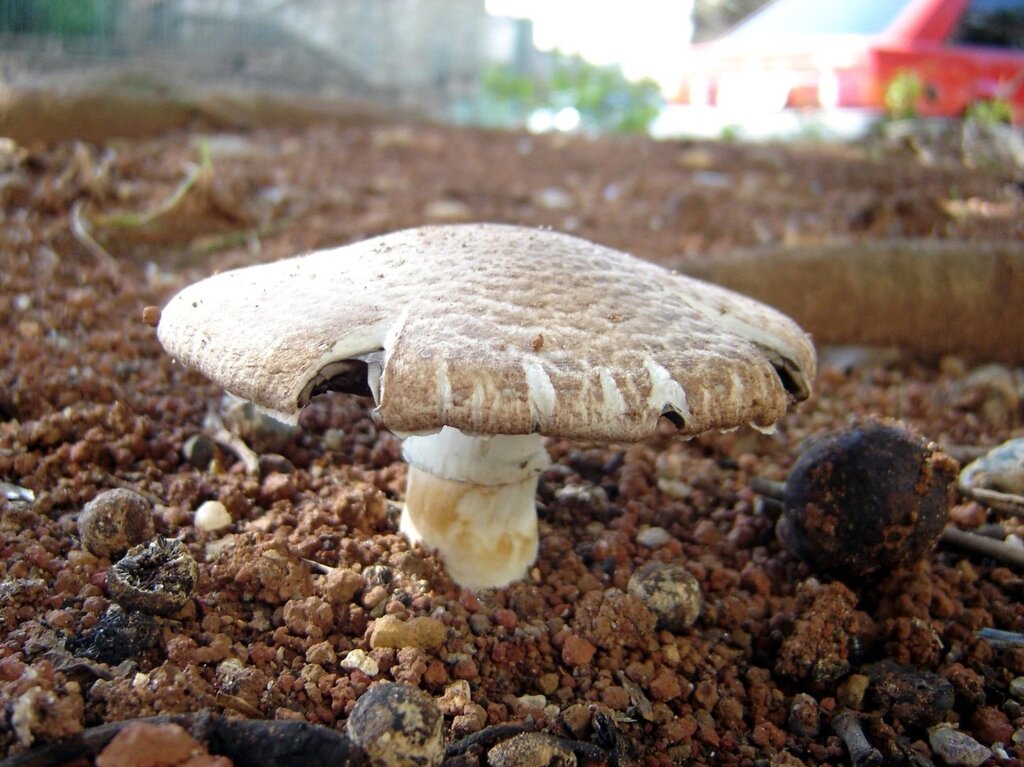 Міцелій печериць портобелло, Agaricus portobello від компанії Магазин грибного міцелію Mushroom Seeds - фото 1