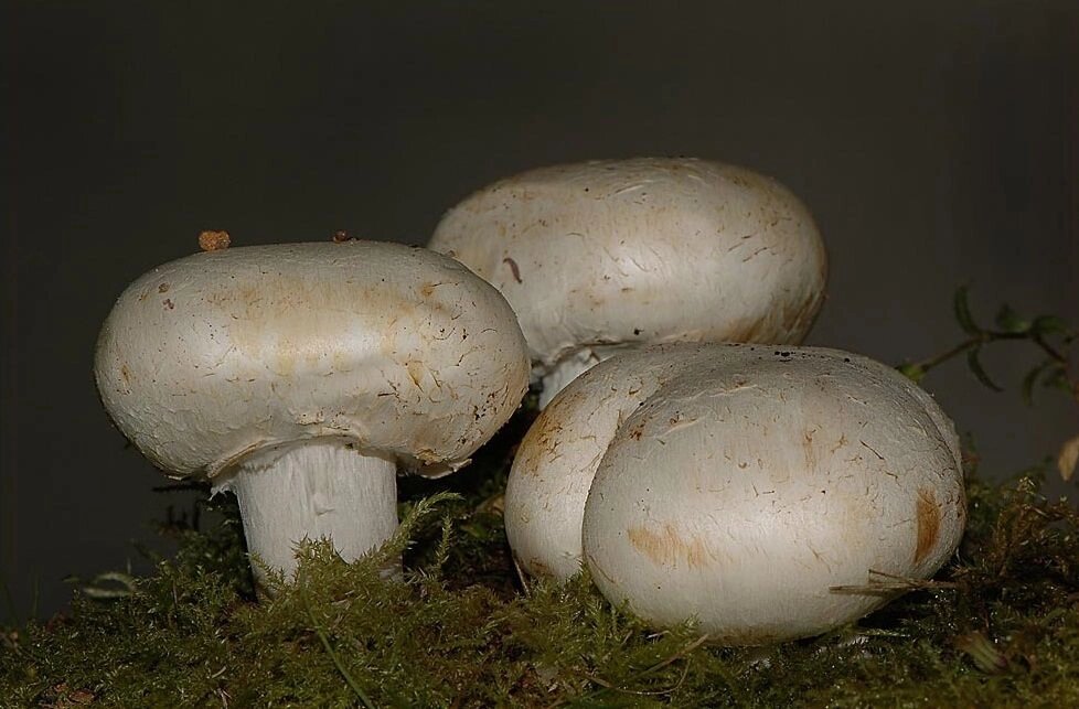 Міцелій печериць садового, Аgaricus hortensis від компанії Магазин грибного міцелію Mushroom Seeds - фото 1