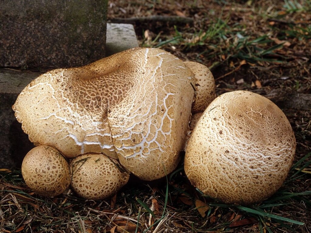 Міцелій печериць серпневого, Agaricus augustus від компанії Магазин грибного міцелію Mushroom Seeds - фото 1